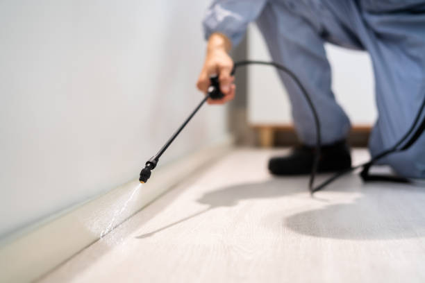 Best Flea Control Services  in Houston, TX