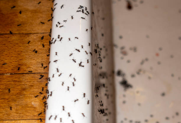 Best Residential Pest Control  in Houston, TX