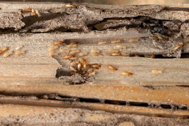 Best Pest Control for Businesses  in Houston, TX
